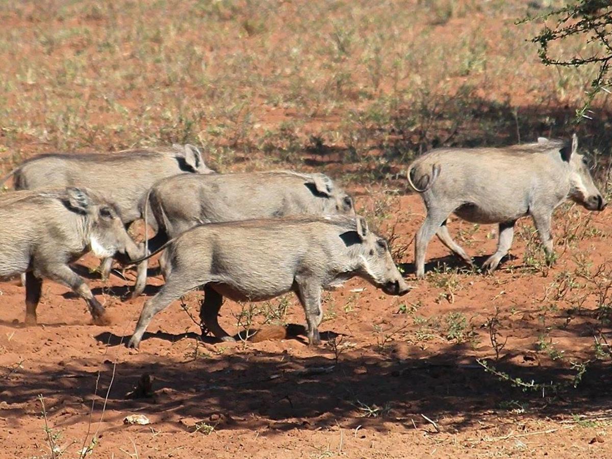 Iphofolo Lodge & Tented Camp Vivo Εξωτερικό φωτογραφία