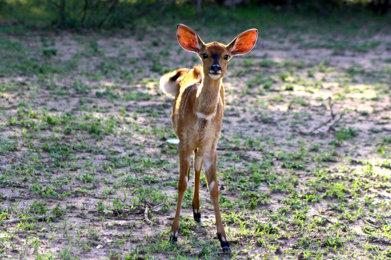 Iphofolo Lodge & Tented Camp Vivo Εξωτερικό φωτογραφία